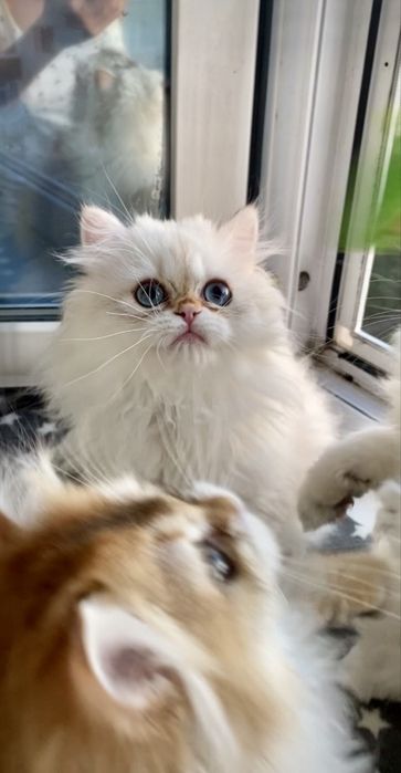Котик золотий поінт
