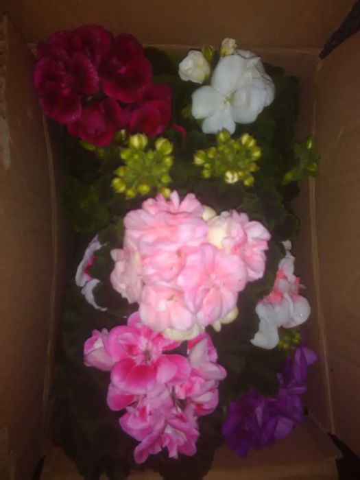 Pelargonie, aloes kwitnący