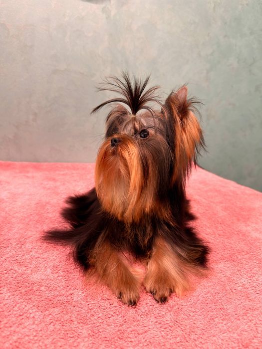 Гарантовано міні йорк , багато відео