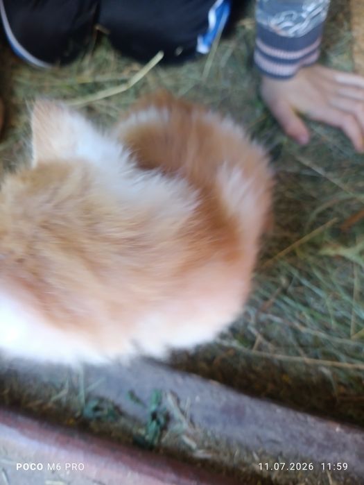 Коти, котенята, кішечки
