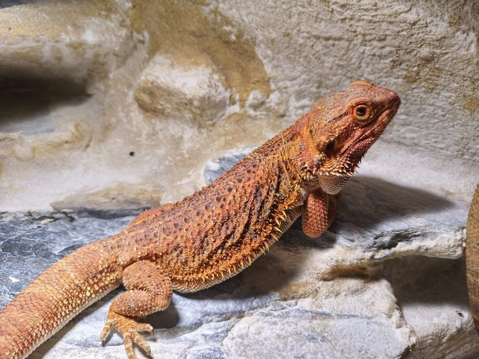 Agama brodata - samica