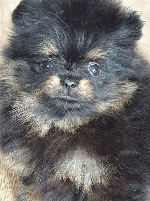 Szpic miniaturowy pomeranian/Malutka laleczka