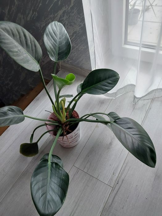 Filodendron 20 ,papirusu 15 roślina doniczkowa