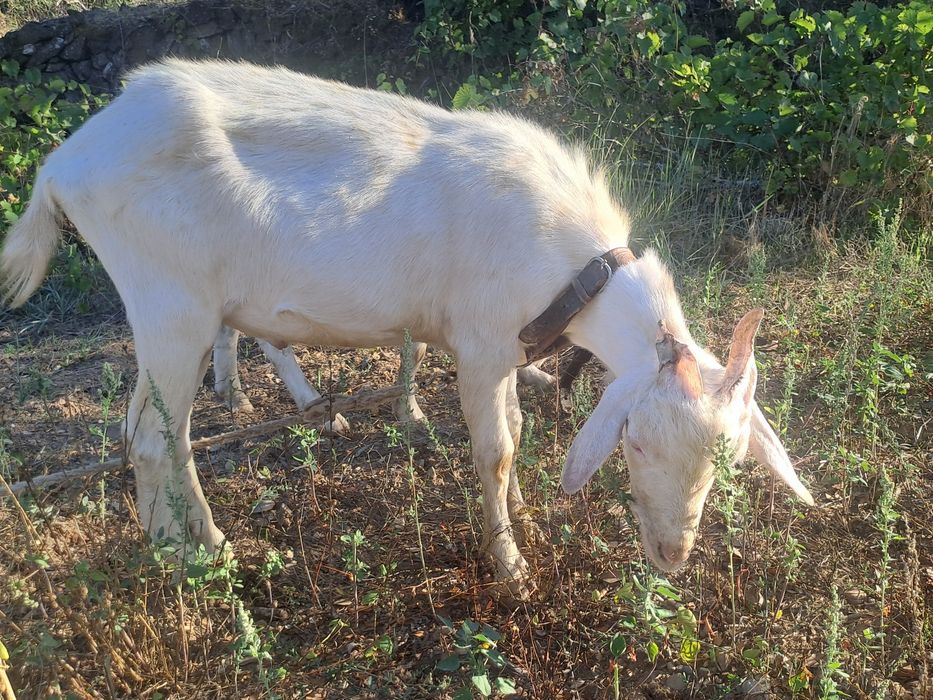 Cabrito Sannen puro com 7 meses