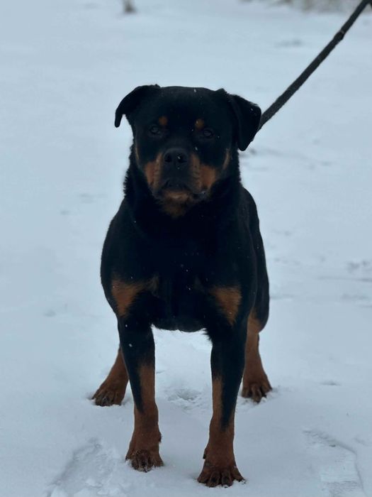 Frania-rottweiler szuka domu