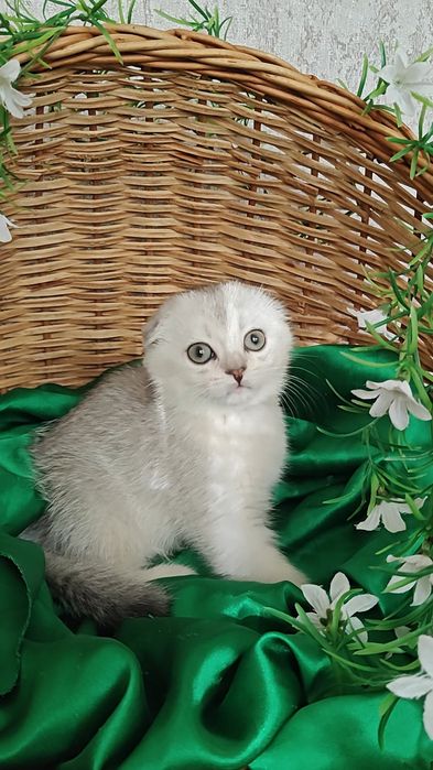 Вислоухие котята серебристой шиншиллы