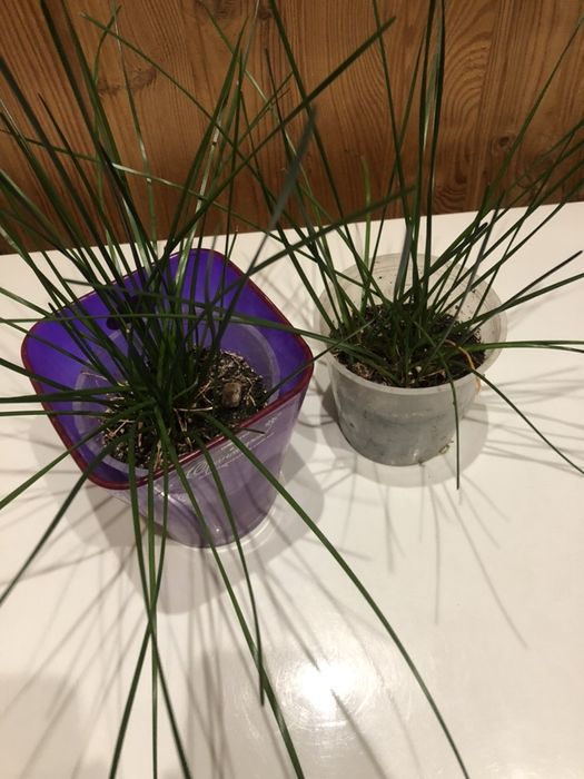 Зефирантес выскочка