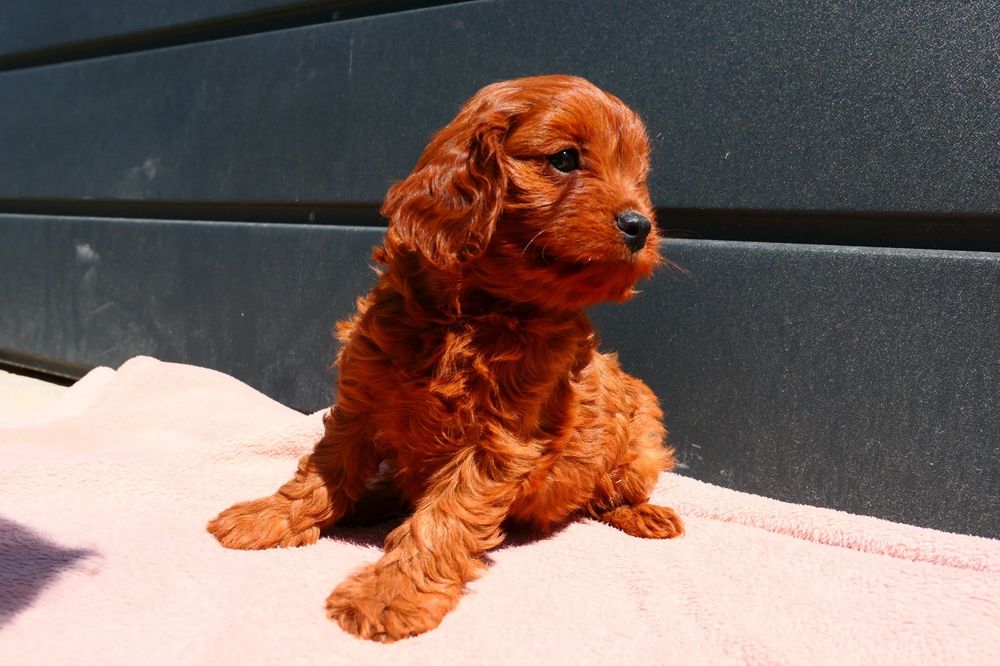 Cudna dziewczynka Cavapoo
