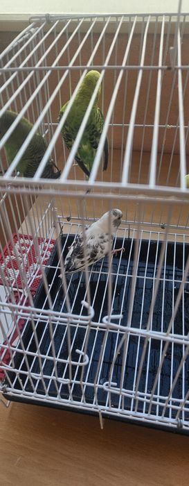 Doação de piriquitos