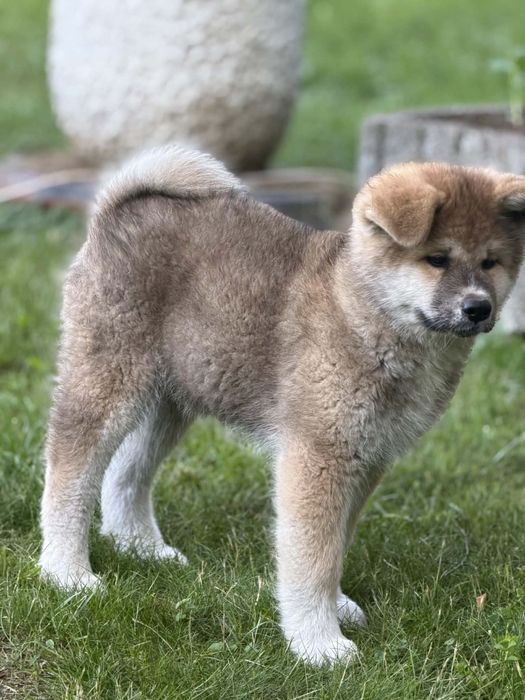 Szczeniaki Akita