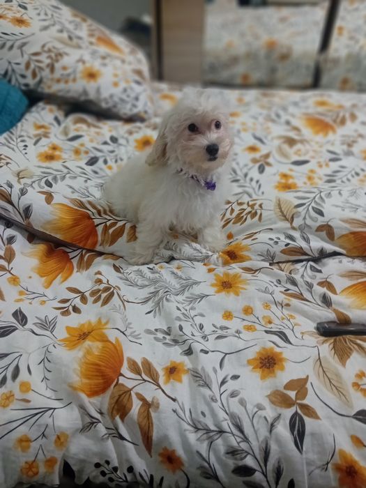 Maltipoo, maltańczyk, suczka