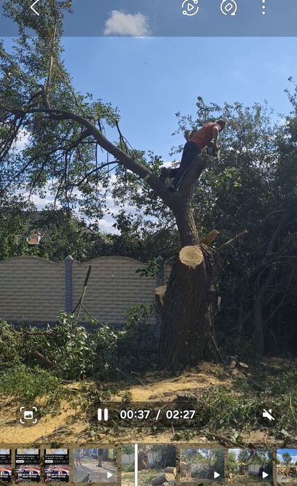 Возьму в Дар Дерево