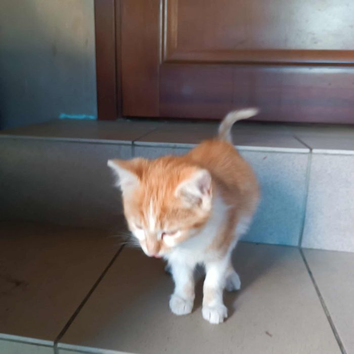 Oddam kotki w dobre ręce