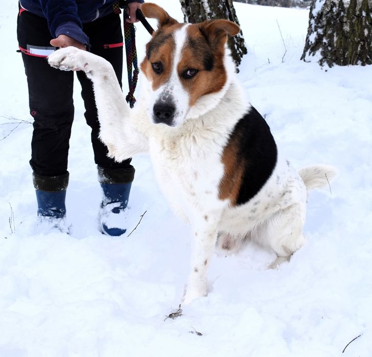 Laki,duży cudowny pies
