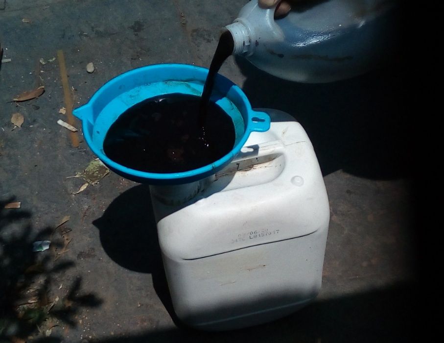 Kit + de 1000 Minhocas Californianas (Eisenia foetida) + ovos