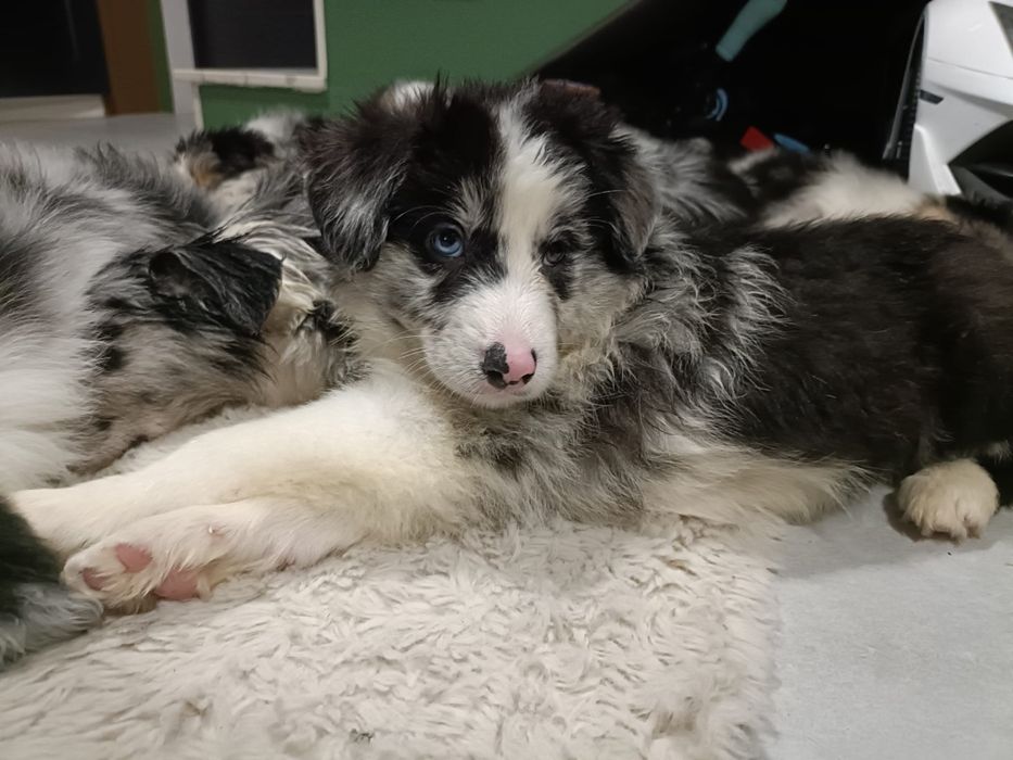 Blue Merle dziewczyna dziewczynka Border Collie suczka suka