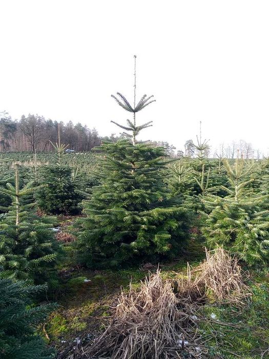 Jodła Kaukaska Plantacja