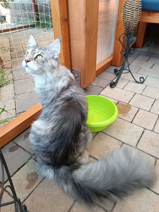 Kocurek Lorenzo rasy Maine Coon - REZERWACJA