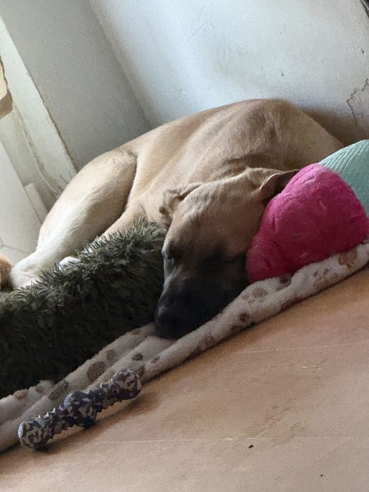 Oddam psa do adopcji