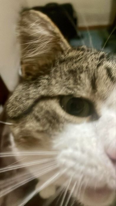 Gato adulto para adoção responsável