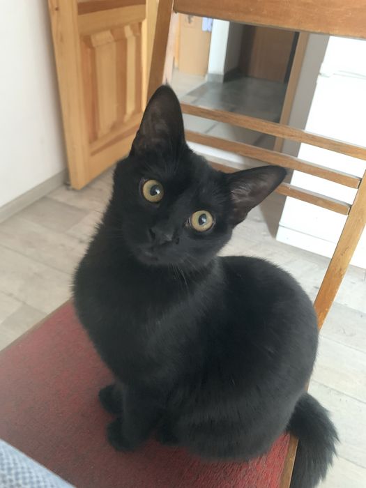 Отдам в хорошие руки кошечку