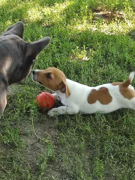 Щенки Джек Рассел мальчики