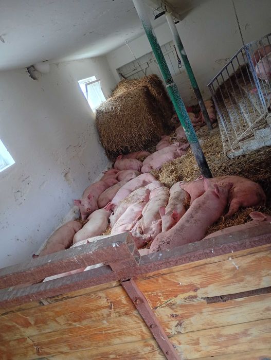 PÓŁTUSZE WIEPRZOWE, świnia,świeże, naturalne od rolnika własna hodowla