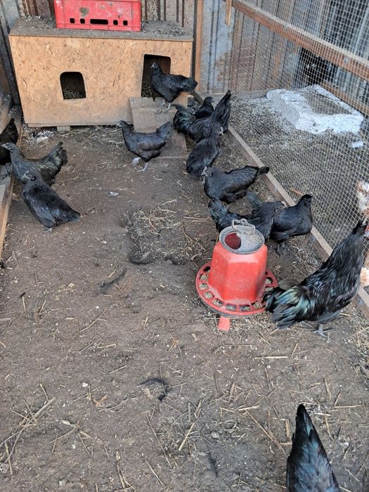 Jaja legowe ayam cemani