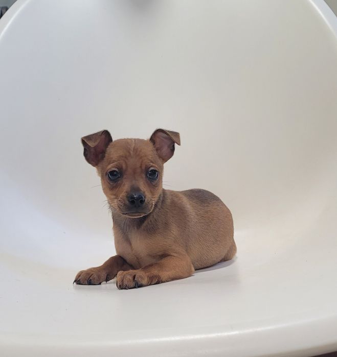 Pinscher miniatura macho