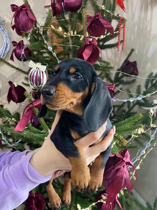 Чистокровна такса