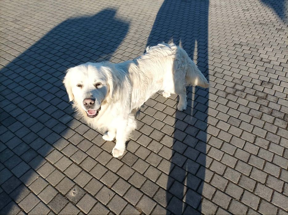 Pies Golden Retriever