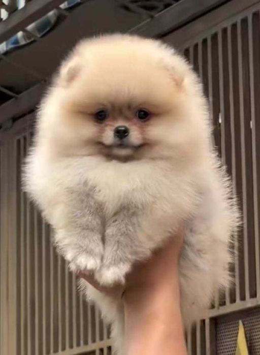 !!! Mały miś pomeranian mini