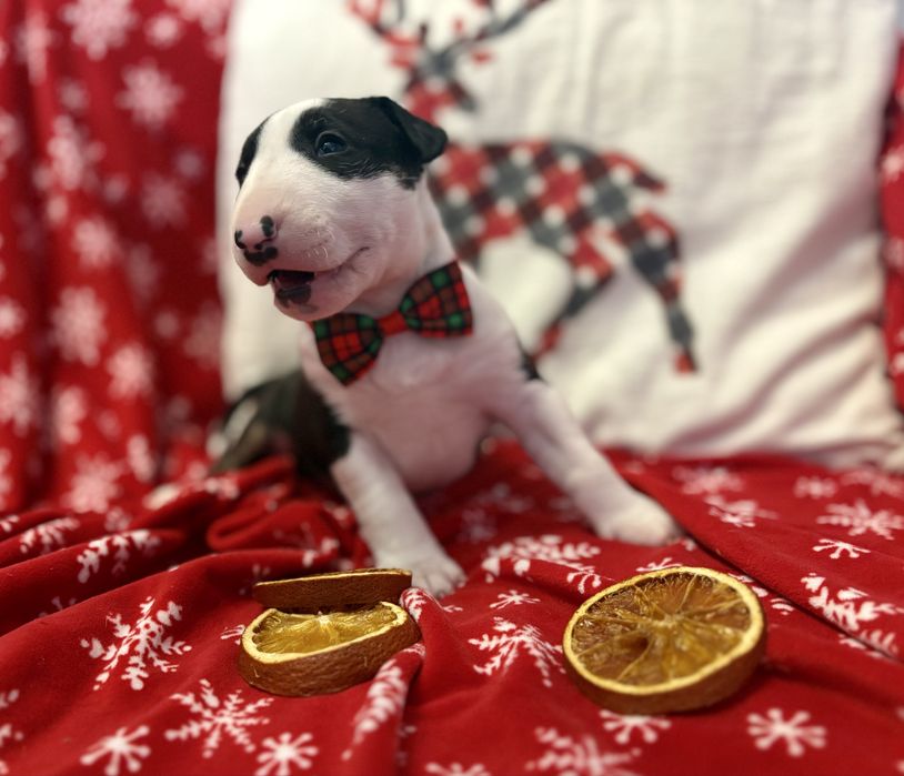 Bulterier Standard - piesek Zarezerwowany