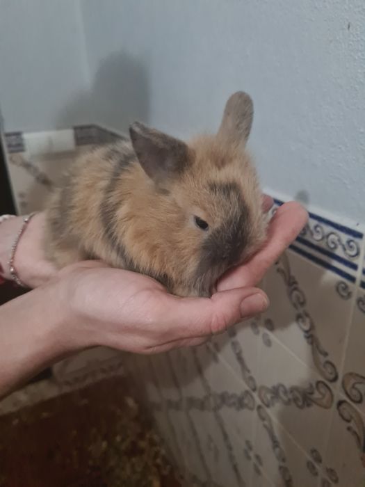 Tenho 3 coelhos anões para venda