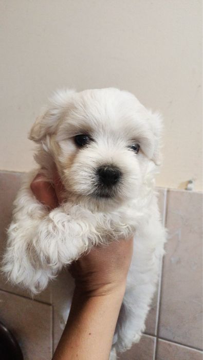 Мальтійська болонка