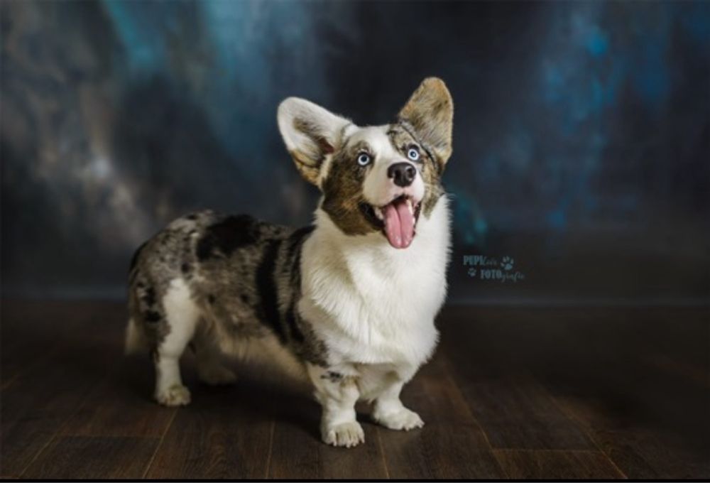 Welsh Corgi Cardigan ZKwP FCI