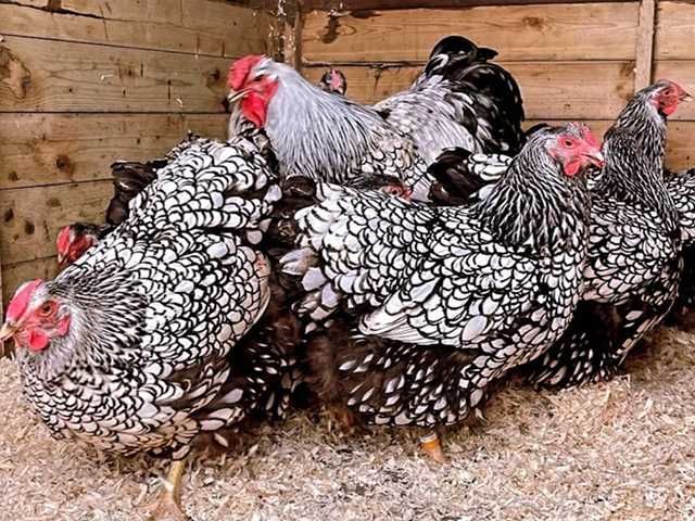 Яйце на інкубацію, курчата, Віандот: блакитне золото, срібло.