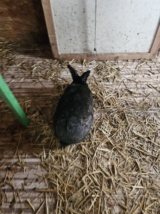 Królik nowozelandzki samica