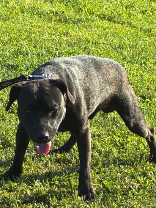 Patterdale Terrier ZKwP