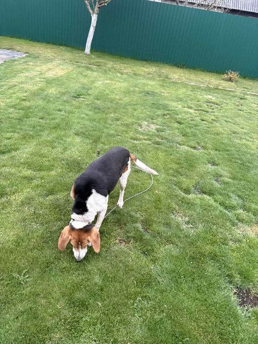 Собака Естонська Гонча