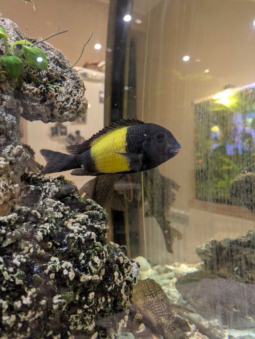 tanganika tropheus ikola