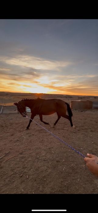 Vendo poldra com 3 anos