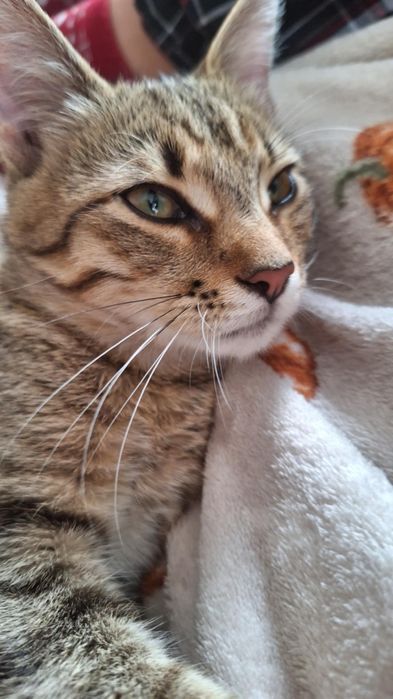 Biszkopt prosi o dom