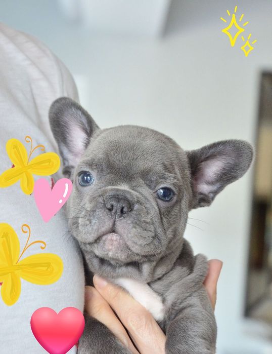 Малятко блакитного окраса