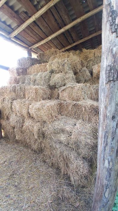 Продам сіно в тюках 2026