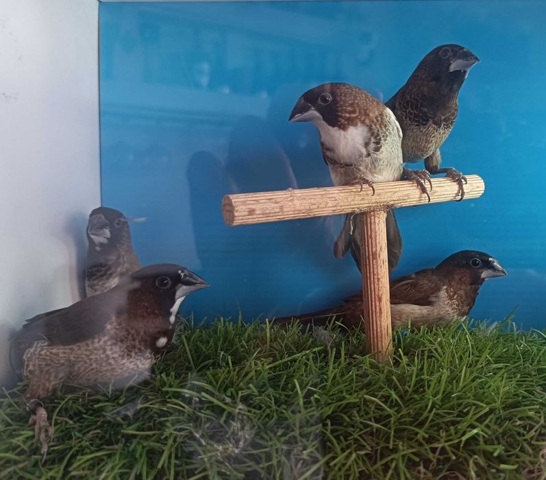Bengalins do Japão – Normais e de Exposição
