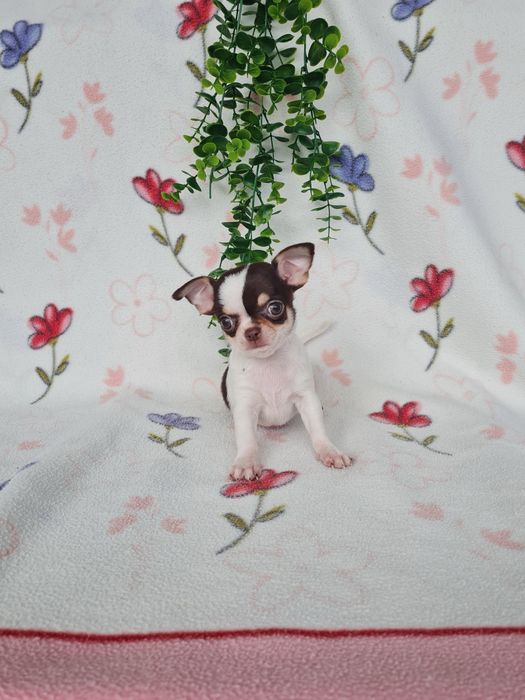 Excecional menina mini mini Chihuahua/Chiuaua de Qualidade