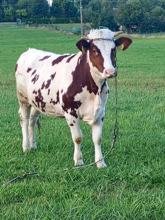 Jałówka 14 miesięcy – na dalszy chów