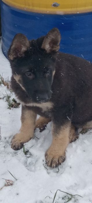 Схсідно-європейська вівчарка