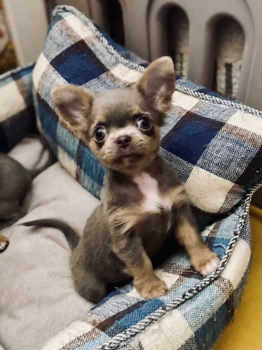 Міні дівчинка лілова шикарна маленька!